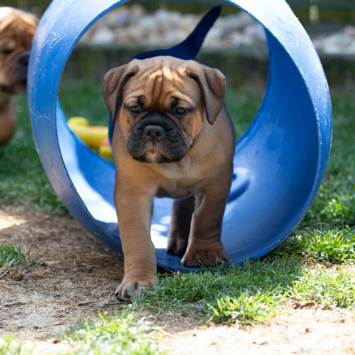 Rasse Continental Bulldog Allgemeiner Continental Bulldog Club e.V.